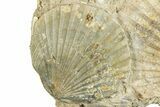 Fossil Pecten (Scallops) Cluster - Gironde, France #282693-1